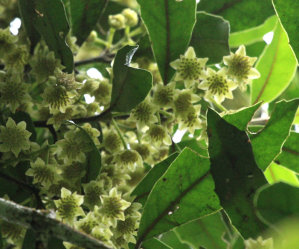 Hedycarya Arborea