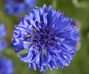 Cornflower - Dwarf Blue