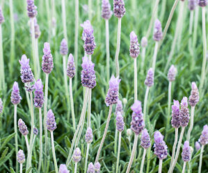 Busy Bee Lavender Box - French Lavender