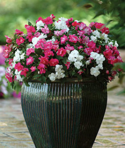 Impatiens - Fanciful Mixed