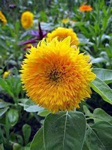 Sunflower - Teady Bear