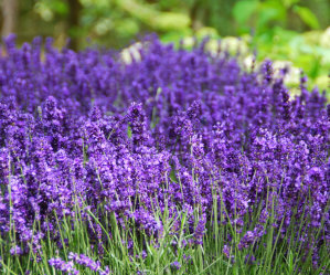 Mega Lavender Hidcote 100 Plants