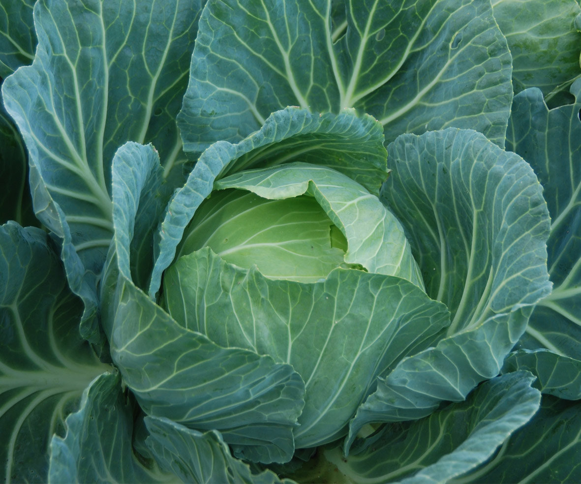 Cabbage Hybrid Awapuni Nurseries