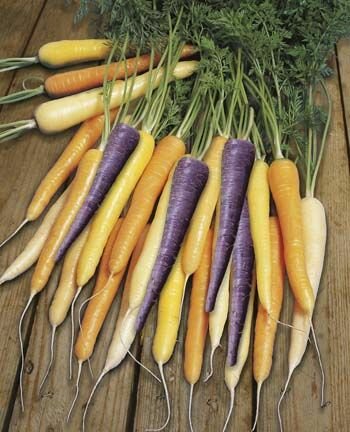 Carrot Harlequin Seeds