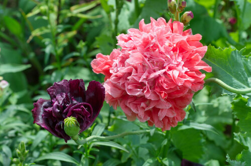 Awesome Awapuni Deals