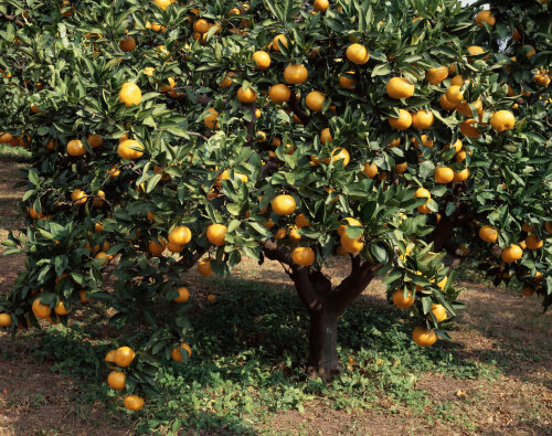 Fruit Trees
