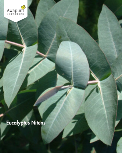Eucalyptus