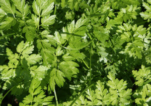 (MEGA) Parsley Italian Flat Leaf 100 Plants