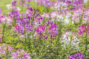 Cleome - Queen Mixed