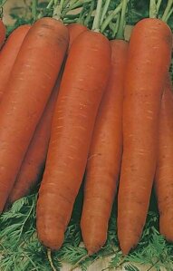 Carrot All Year Round Seeds