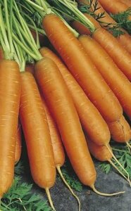 Carrot Manchester Table Seeds