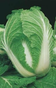 Chinese Cabbage Nagaoka 60 days Seeds