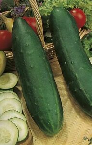 Cucumber Long Green Smkt Seeds