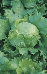 Lettuce Great Lakes Seeds