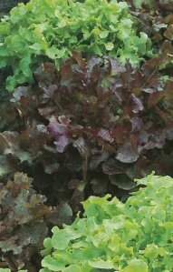 Lettuce Red & Green Salad Bowl Seeds