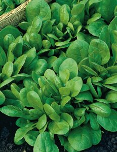 Spinach Andromeda F1 Hybrid Seeds