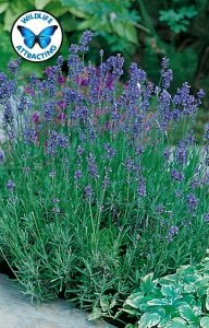 Lavender English Dwarf Seeds