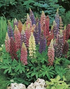 Lupin Gallery Mix Seeds