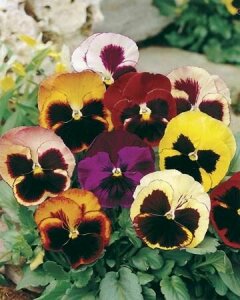 Pansy Swiss Giants Mixed Seeds