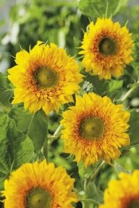 Sunflower Double Delight Seeds