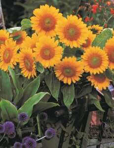 Sunflower Envy F1 NZ Line Seeds