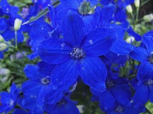 Delphinium - Blue Butterfly