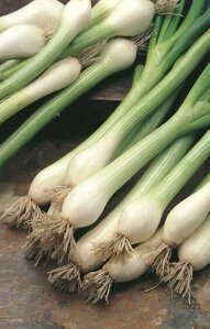 Spring Onion Bunching Nebuka Organic