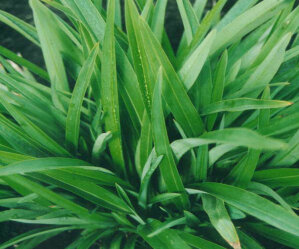 Flax - Emerald Green