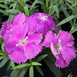 Dianthus - Diana Blueberry