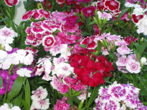 Dianthus - Mixed