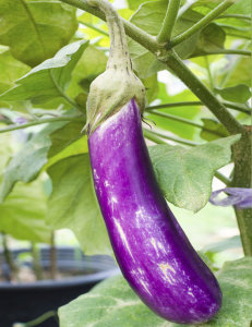 Eggplant - Dok