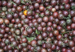 Tomato - Black Cherry