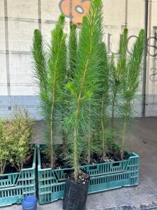 Pinus Radiata - Established PB2