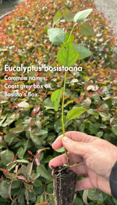 Eucalyptus Bosistoana - 50 Plants