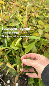 Eucalyptus Regnans - 50 Plants