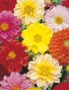 Dahlia Pompon Seeds