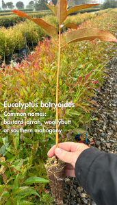 Eucalyptus Botryoides - 50 Plants