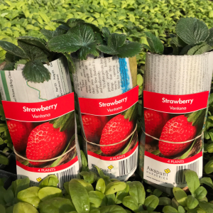 Strawberry - Ventana