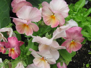 Pansy - Pastel Shades