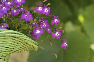 Lobelia - Cerise Pink