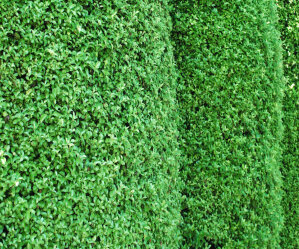 Pittosporum Tenuifolium 100 Seedlings