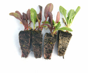 (MEGA) Rainbow Beet 100 Plants