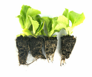 (MEGA) Lettuce Triumph 100 Plants