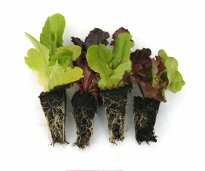 (MEGA) Lettuce Mixed 100 Plants