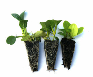 (MEGA) Lettuce French Mesclun 100 Plants
