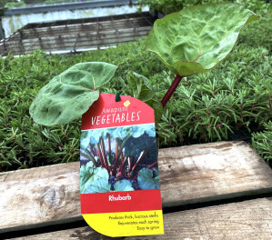 Rhubarb PB2