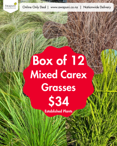 Carex Mixed 12 Plants Box