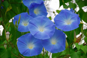 Convolvulus Blue Lake