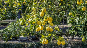 Citrus Limequat