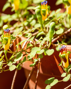 Fuchsia Procumbens